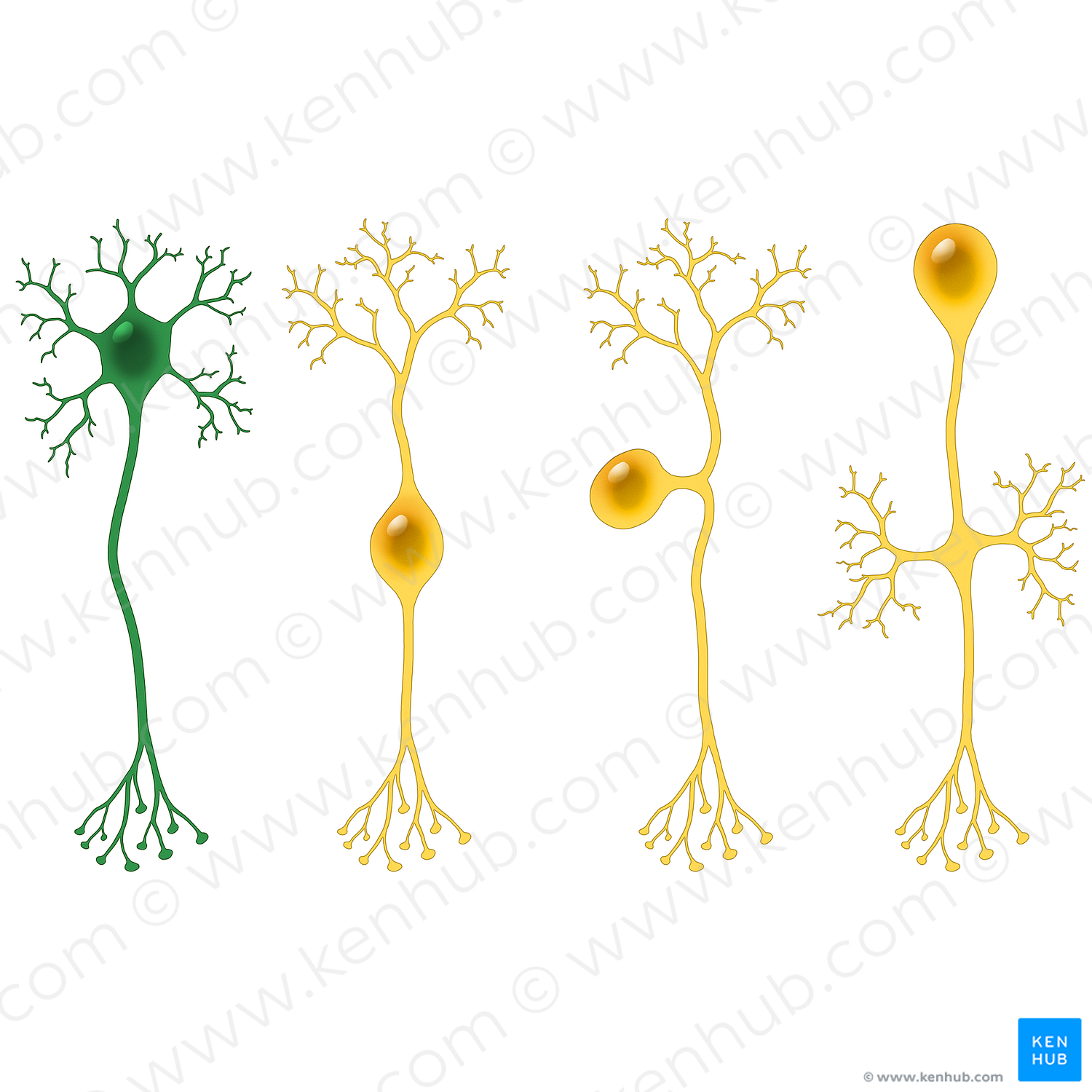 Multipolar neuron (#13509)
