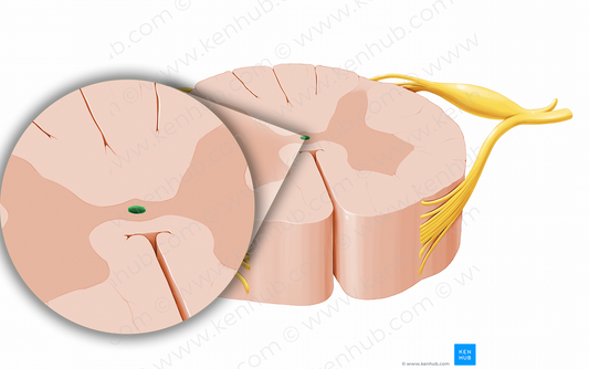 Central canal of spinal cord (#12028)