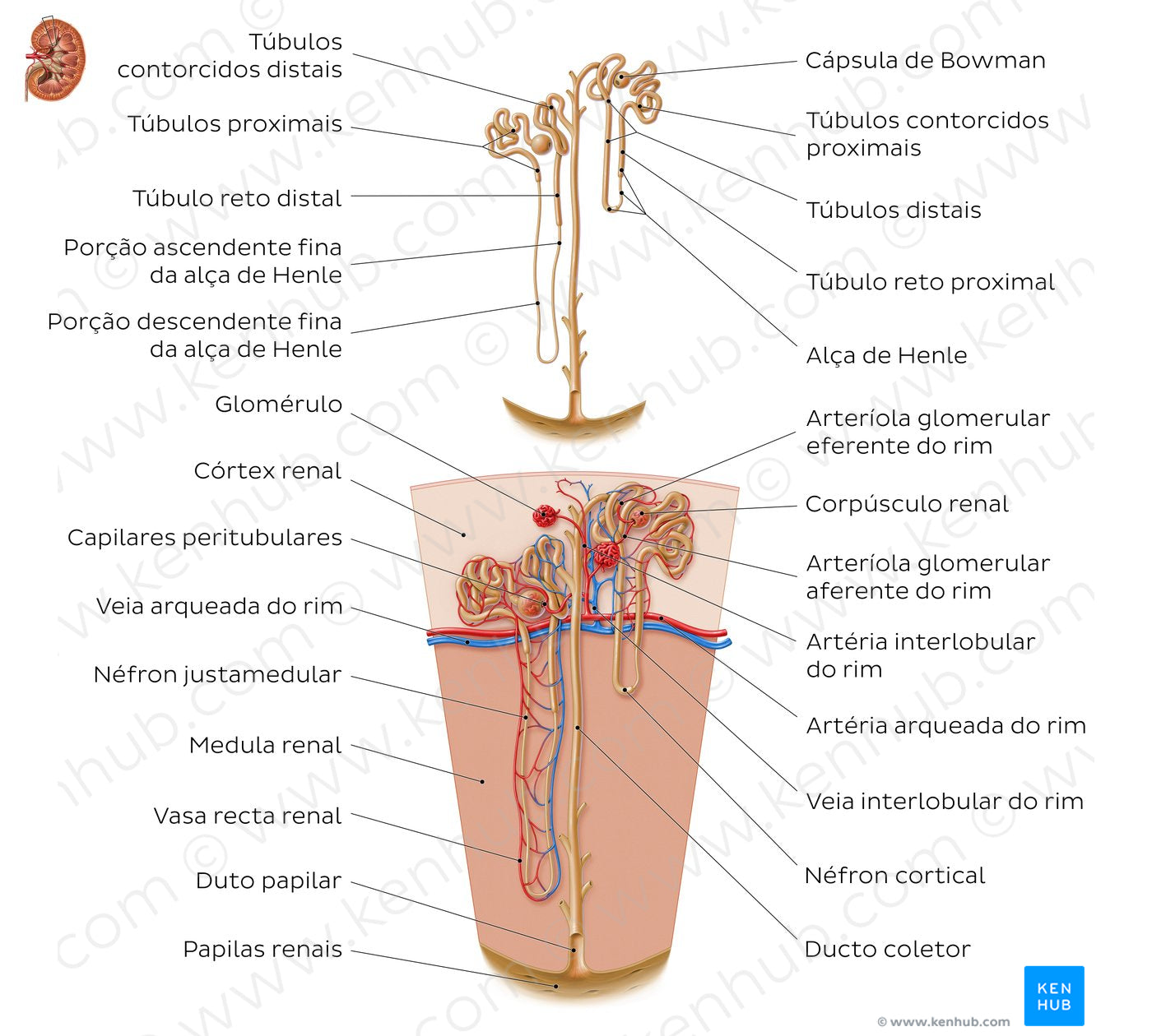 Nephron (Portuguese)