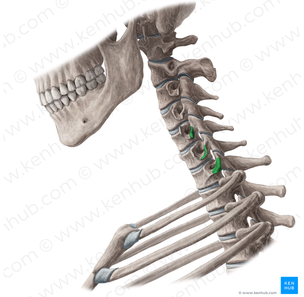 Posterior tubercles of transverse processes C5-C7 (#9703)