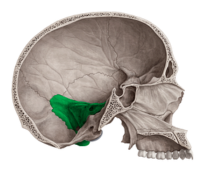 Petrous part of temporal bone (#20137)