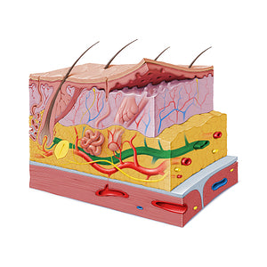 Subcutaneous venous plexus (#19852)