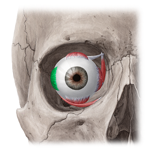 Lateral rectus muscle (#20319)