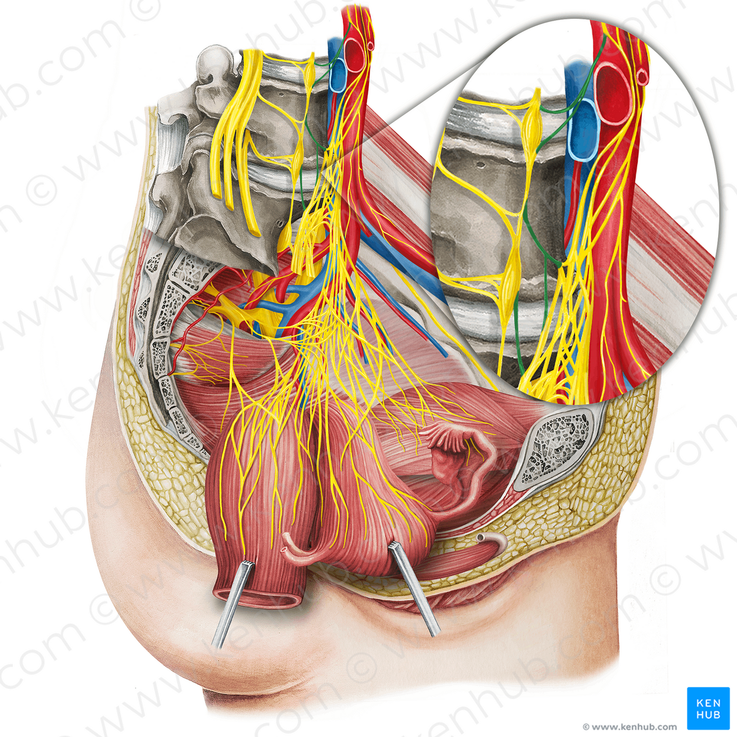 Lumbar splanchnic nerves (#6274)