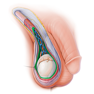 Internal spermatic fascia (#15125)