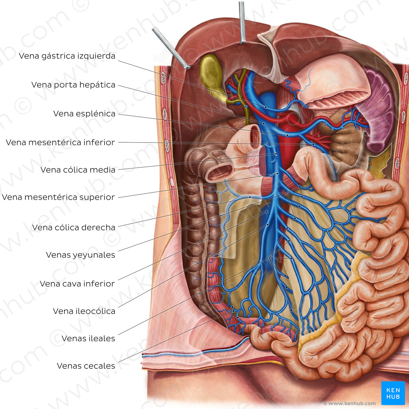 Veins of the small intestine (Spanish)