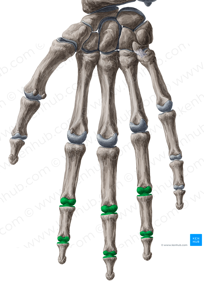 Interphalangeal joints of 2nd-4th fingers (#2045)