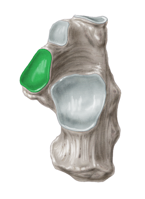 Middle talar articular surface of calcaneus (#3475)