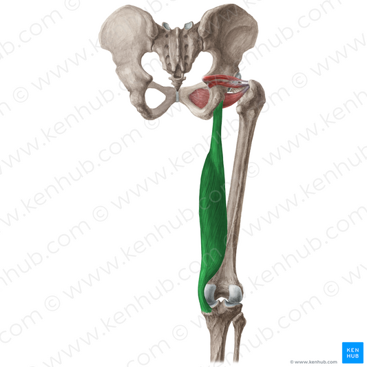 Semimembranosus muscle (#19653)