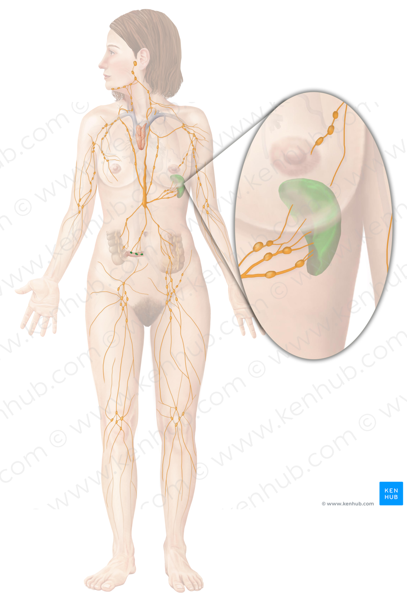 Spleen (#9126)