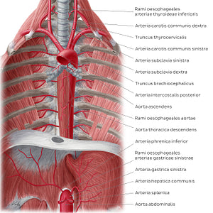 Arteries of the posterior thoracic wall (Latin)