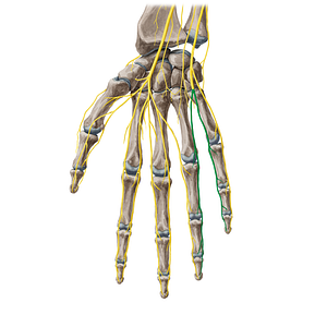 Proper palmar digital branches of ulnar nerve (#20406)