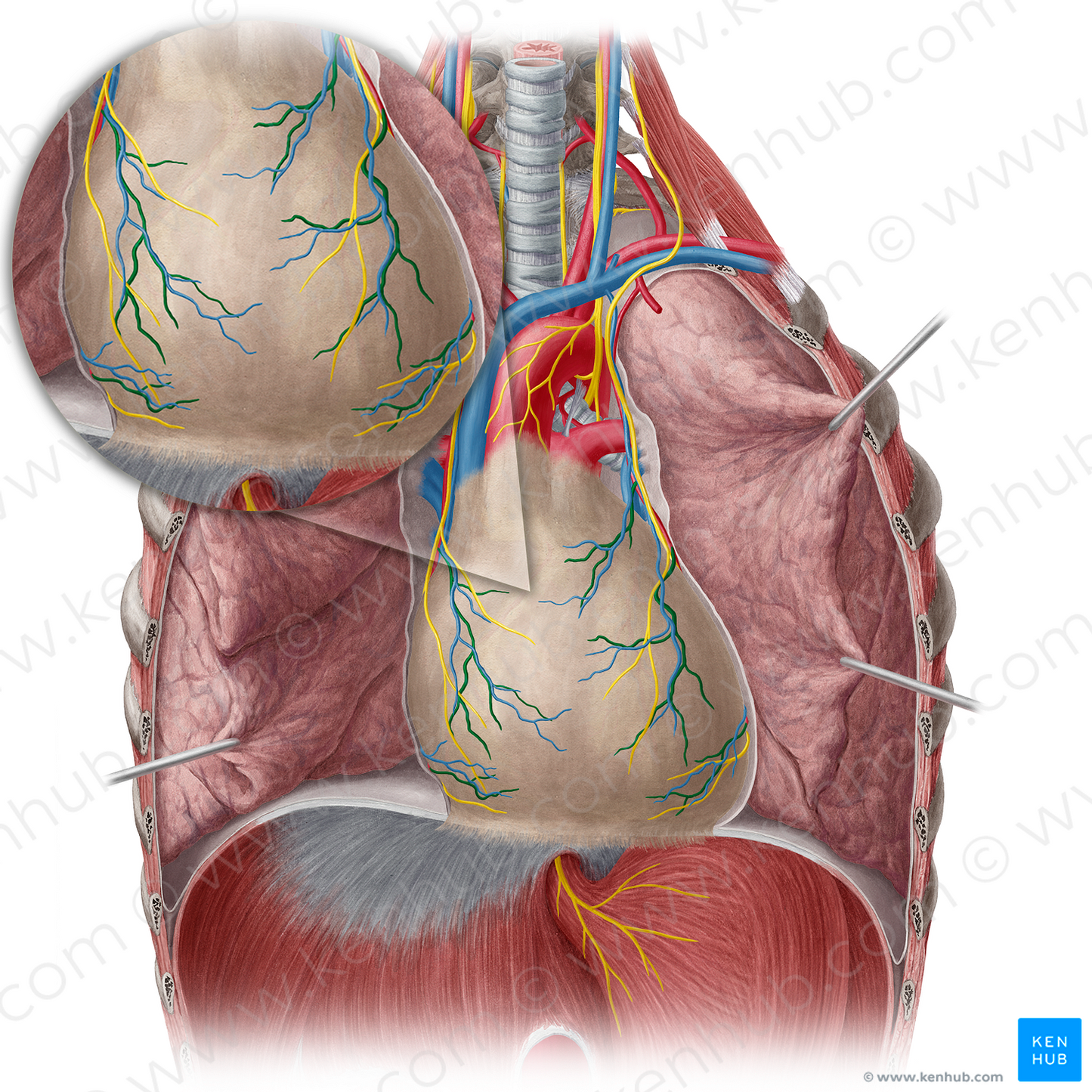 Pericardiacophrenic artery (#1616)