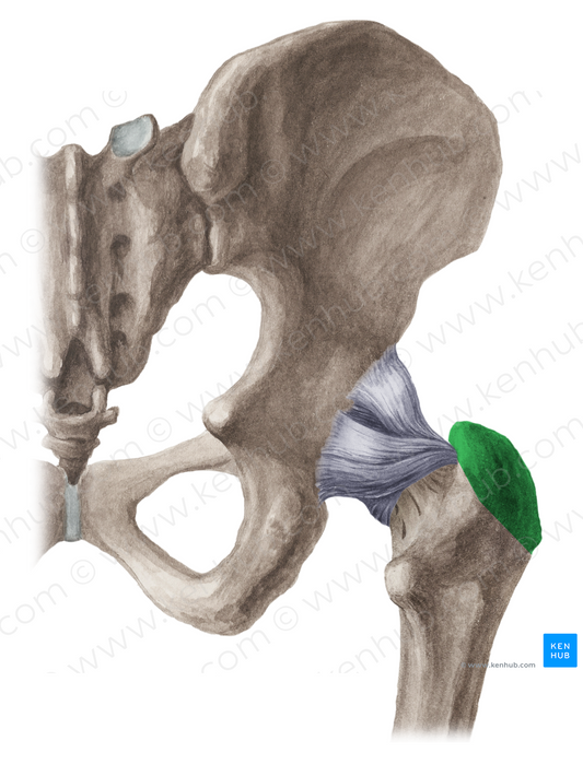 Greater trochanter of femur (#9571)