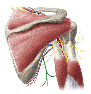 Thoracodorsal nerve (#6812)