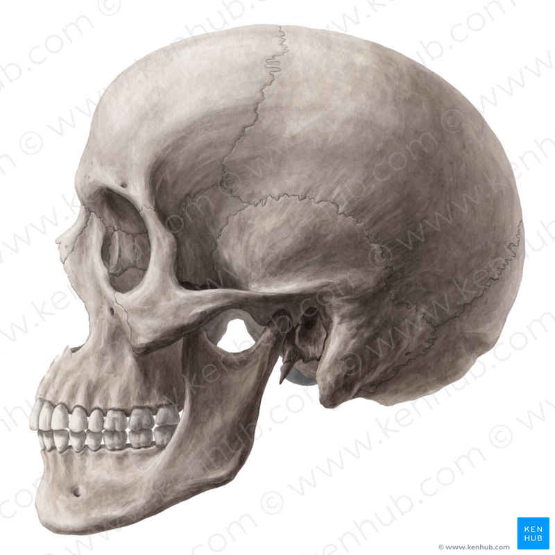 Skull (#478)