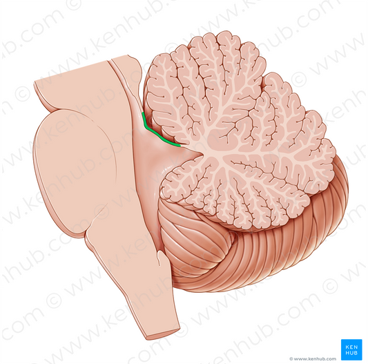 Superior medullary velum (#9944)