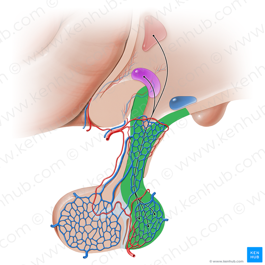 Neurohypophysis (#16230)