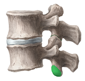 Inferior articular facet of vertebra (#3460)
