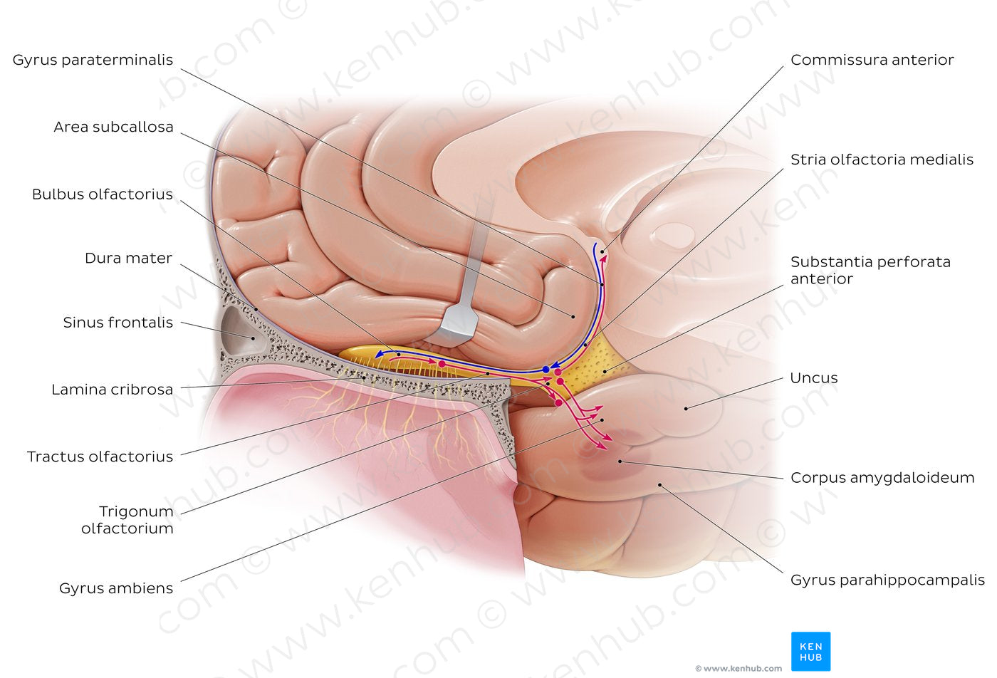 Olfactory nerve (pathway) (Latin)