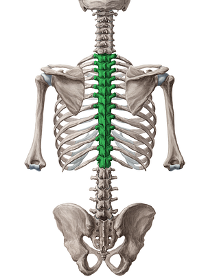 Thoracic vertebrae (#10751)