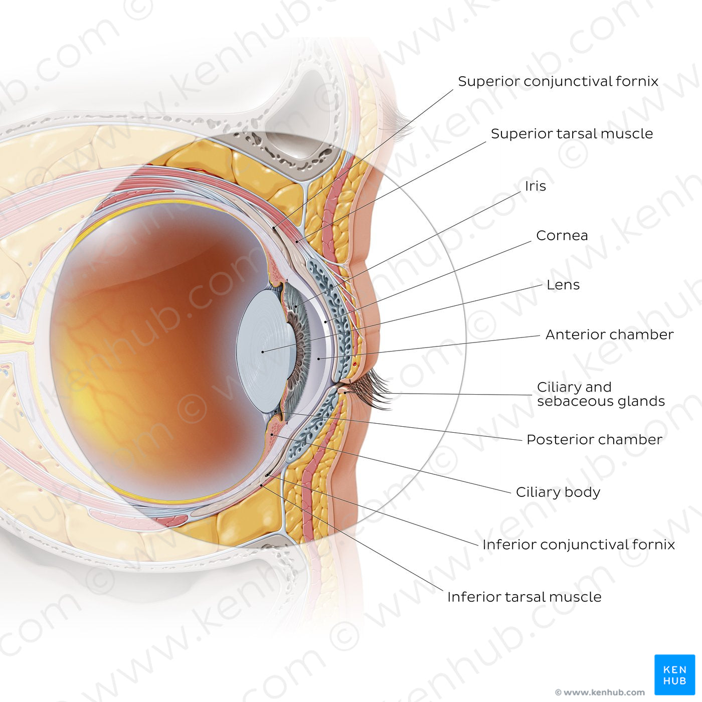 Anterior eye: sagittal section (English)