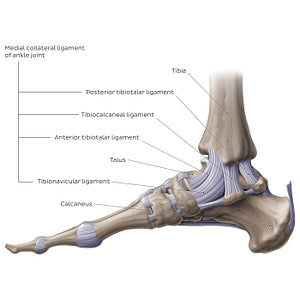 Ankle joint: Medial view (English)