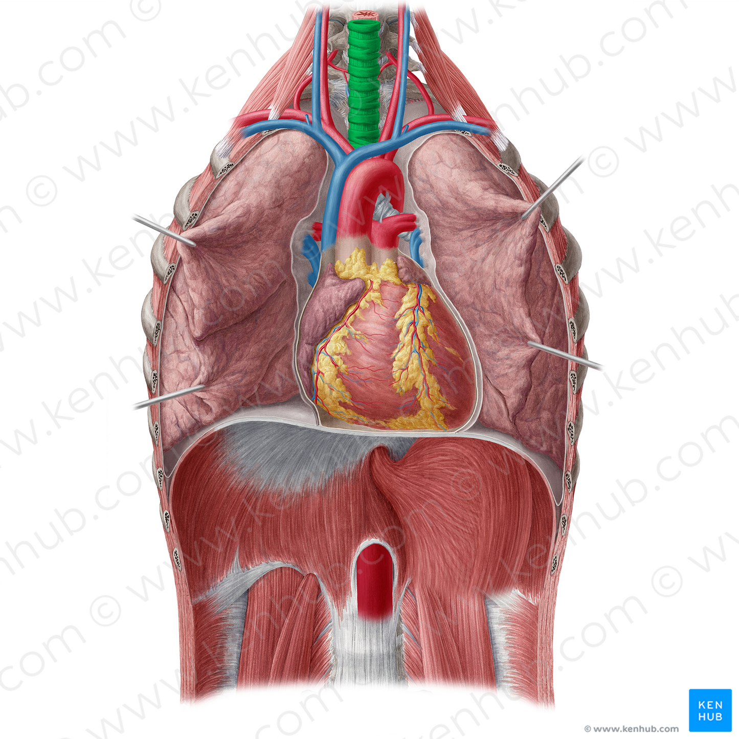 Trachea (#9514)