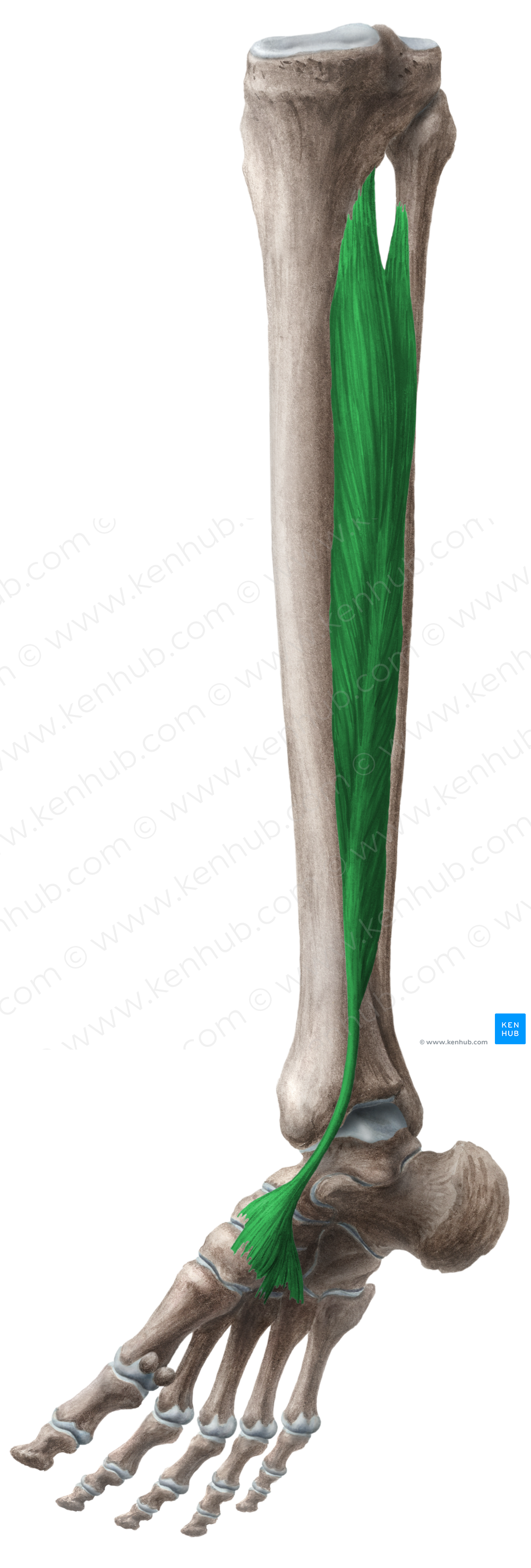 Tibialis posterior muscle (#6105)