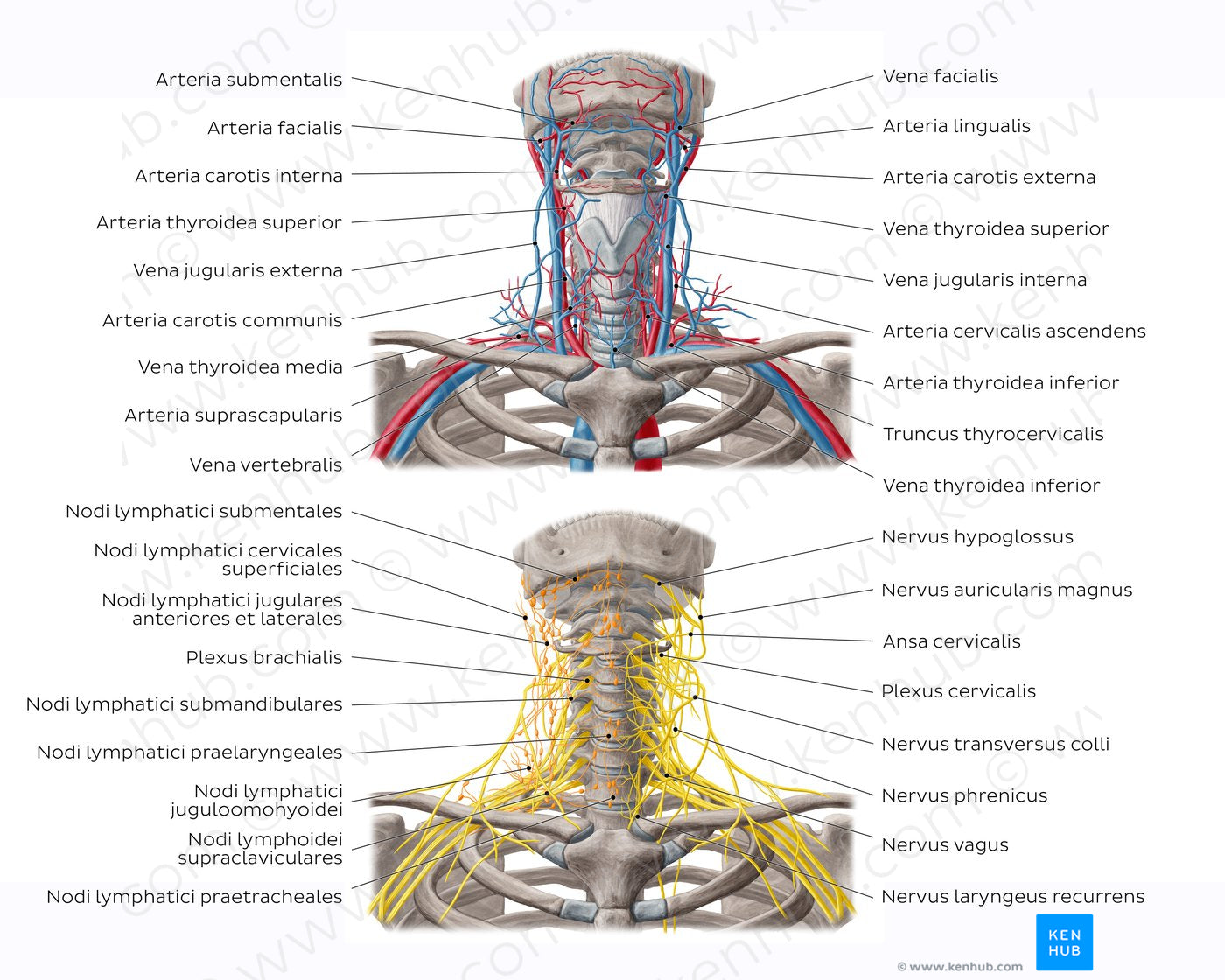 Neurovasculature and lymph nodes of the neck (Latin)
