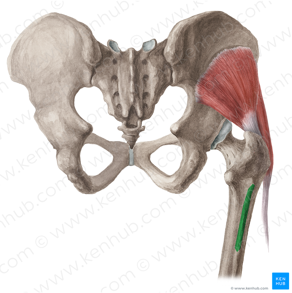 Gluteal tuberosity of femur (#9774)