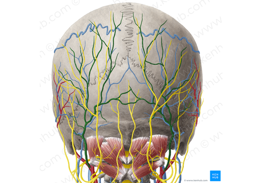 Occipital artery (#1561)