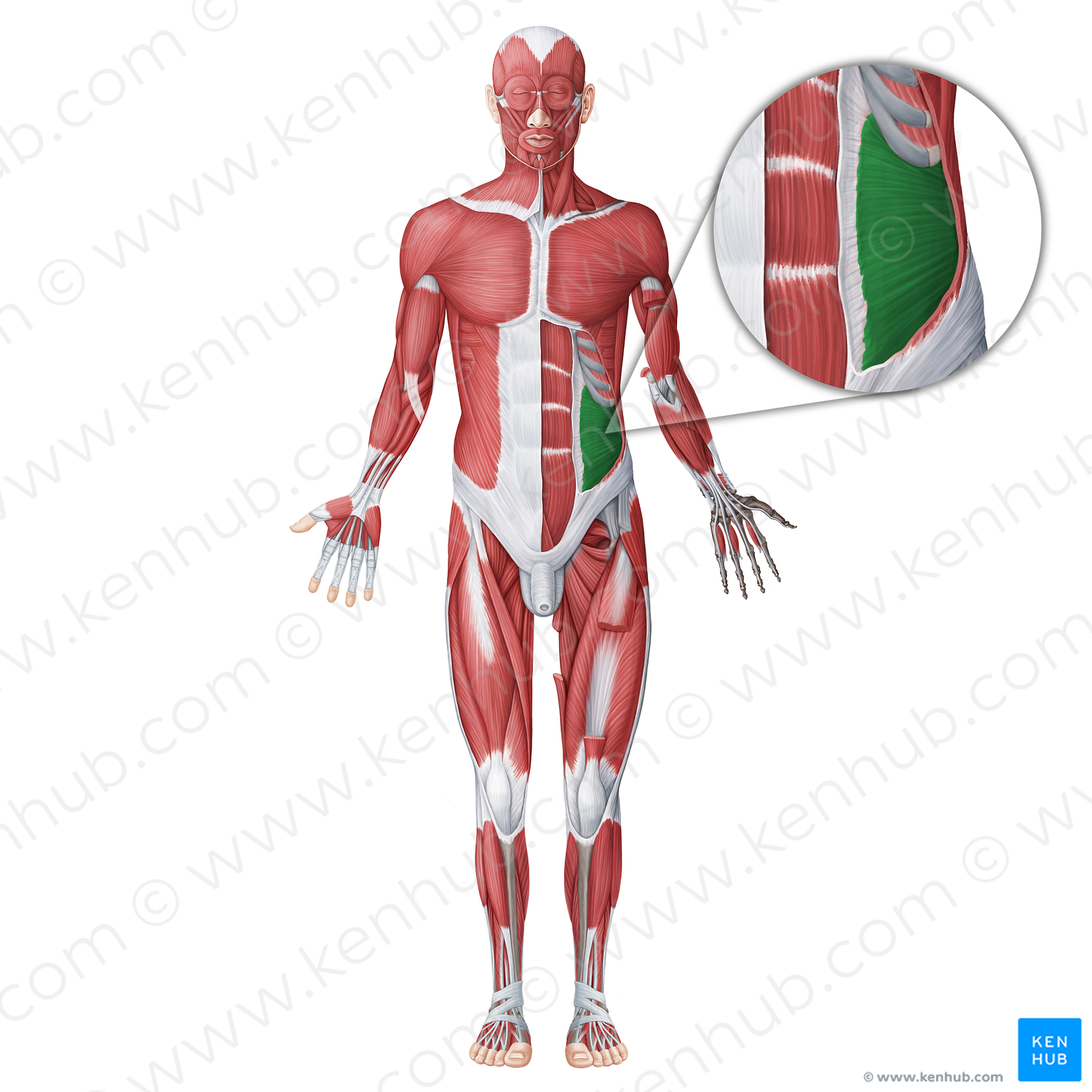 Internal abdominal oblique muscle (#18696)