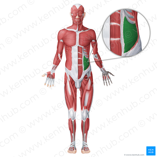 Internal abdominal oblique muscle (#18696)