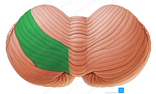 Posterior quadrangular lobule of cerebellum (#4771)