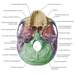 Inferior base of the skull - Foramina, fissures, and canals - Colored (Latin)