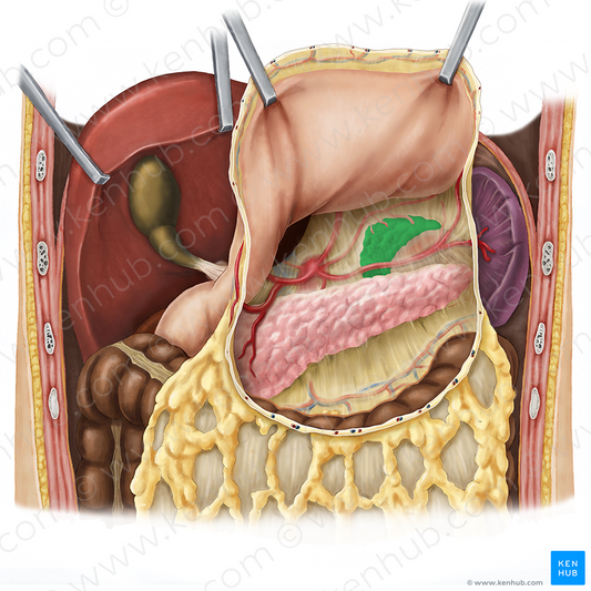 Left suprarenal gland (#4132)