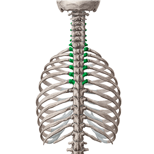 Transverse processes of vertebrae C3-T6 (#11595)