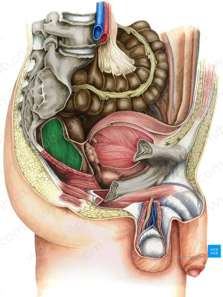 Rectum (#8877)