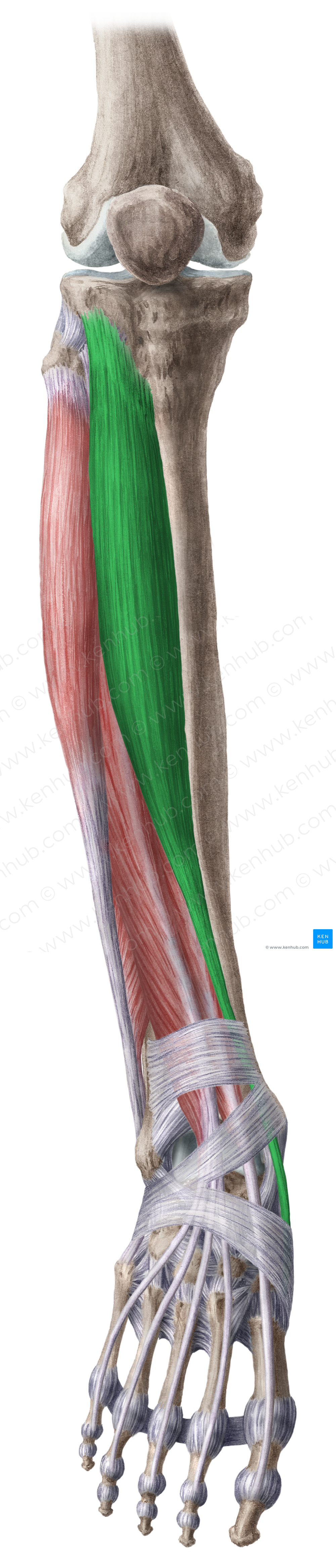 Tibialis anterior muscle (#6101)