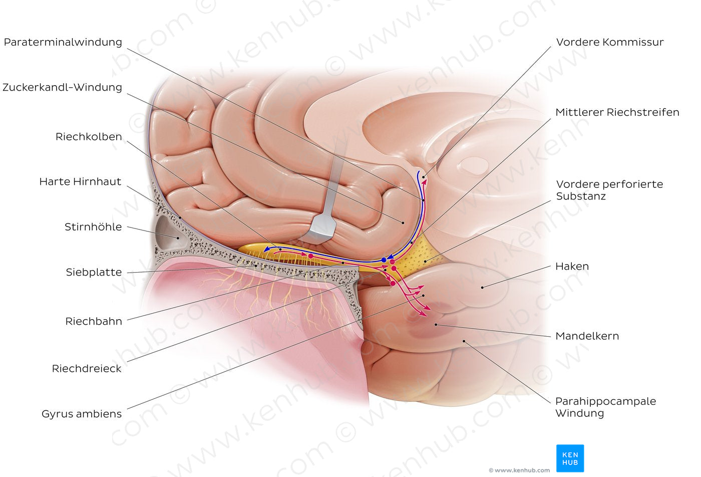 Olfactory nerve (pathway) (German)