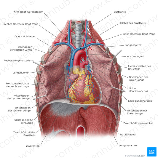 Lungs in situ (German)