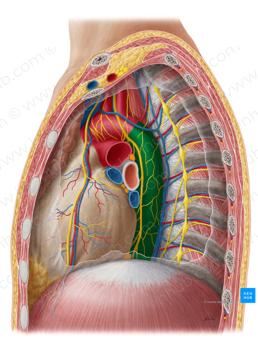 Descending thoracic aorta (#732)