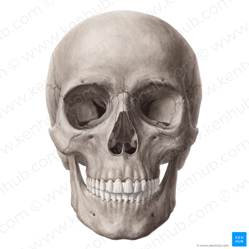 Skull (#477)