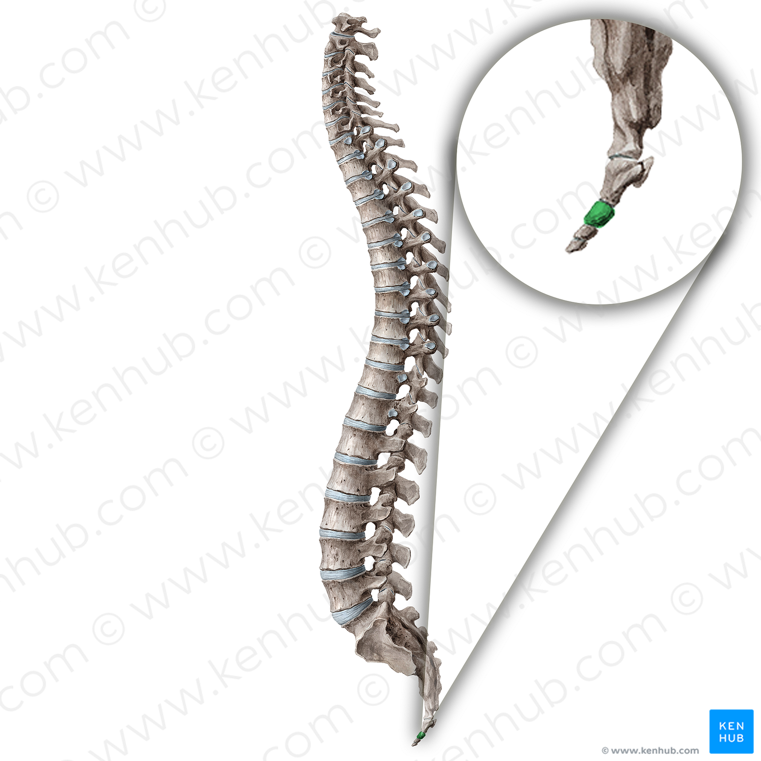 Vertebra Co2 (#18198)