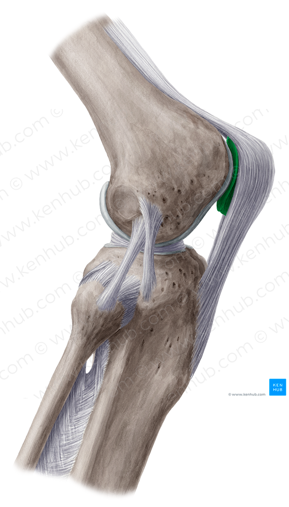 Patella (#7819)