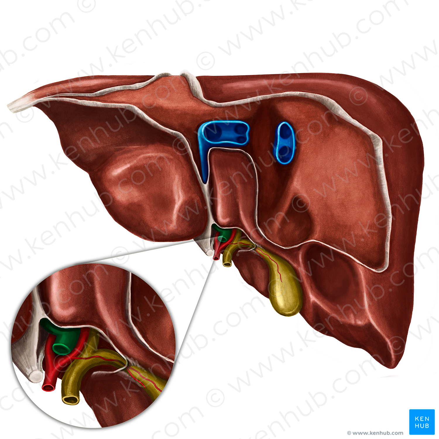 Hepatic portal vein (#10478)