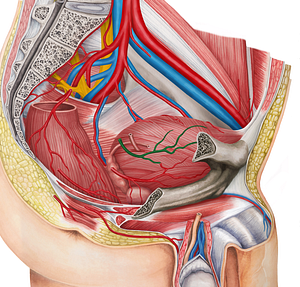 Right superior vesical artery (#1988)