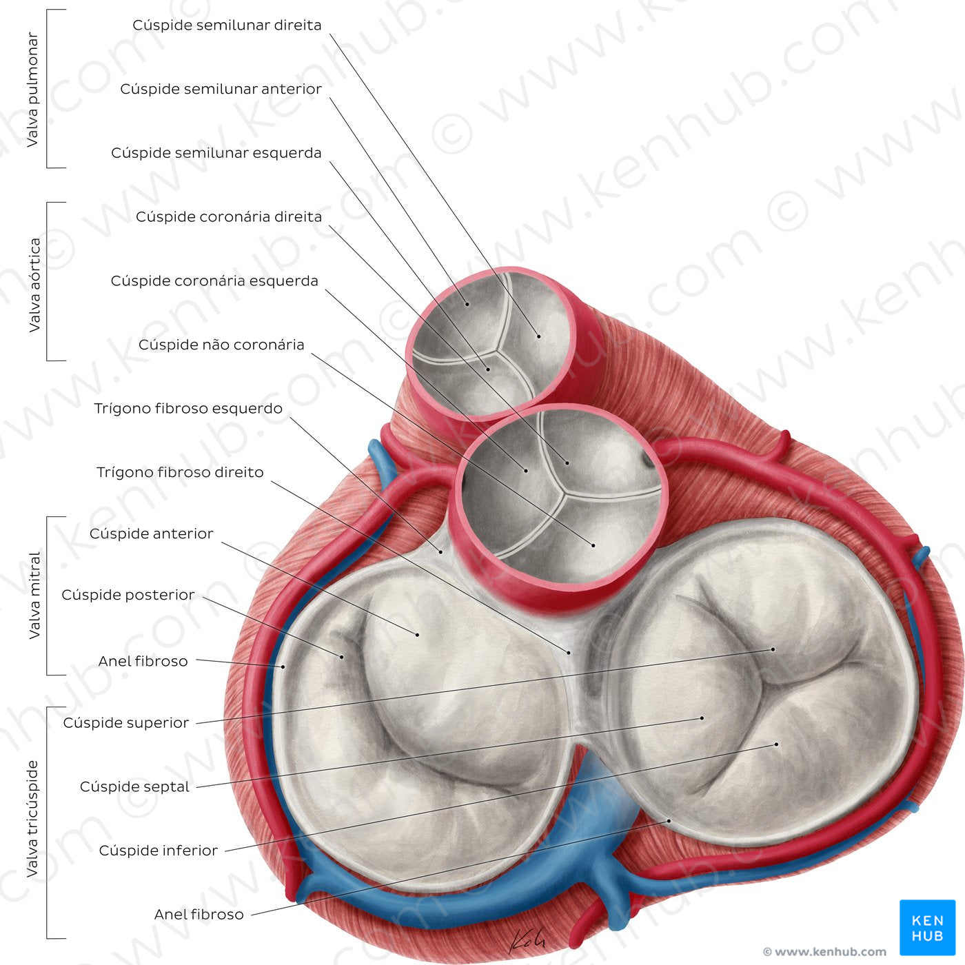 Heart valves (Portuguese)
