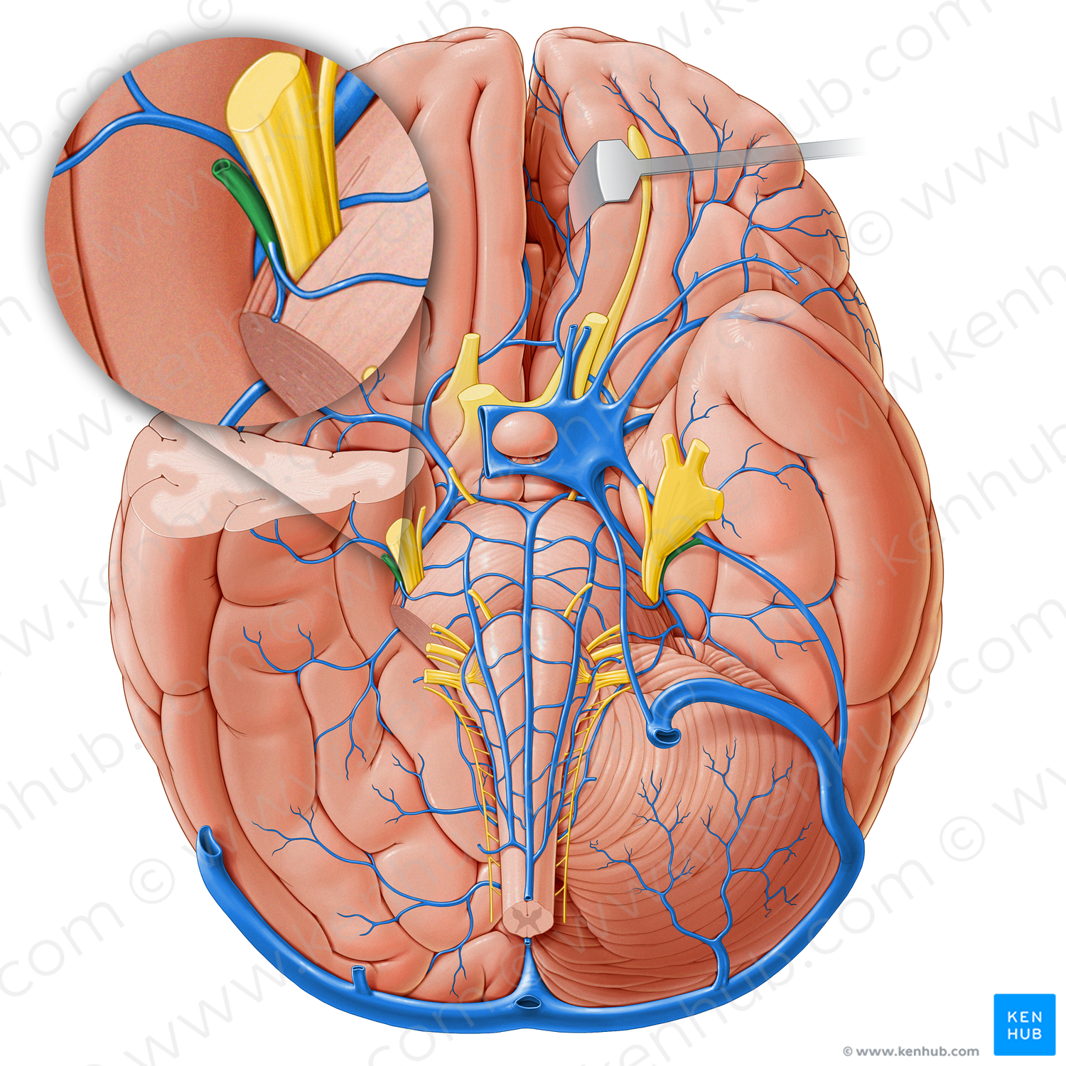 Superior petrosal vein (#18257)